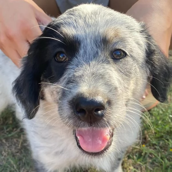 ONDA cucciola allegra ed affettuosa  2 mesi  cerca adozione | Foto 4
