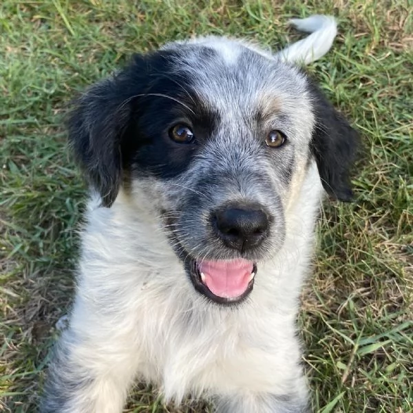 ONDA cucciola allegra ed affettuosa  2 mesi  cerca adozione | Foto 3