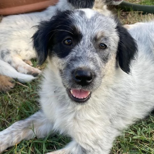 ONDA cucciola allegra ed affettuosa  2 mesi  cerca adozione | Foto 2