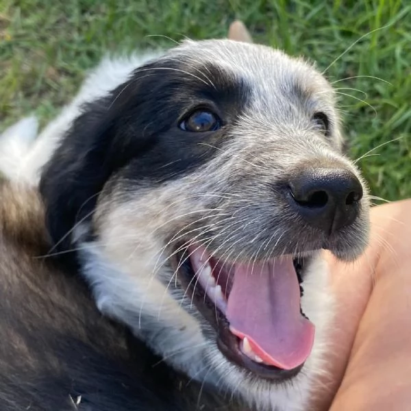 ONDA cucciola allegra ed affettuosa  2 mesi  cerca adozione | Foto 1