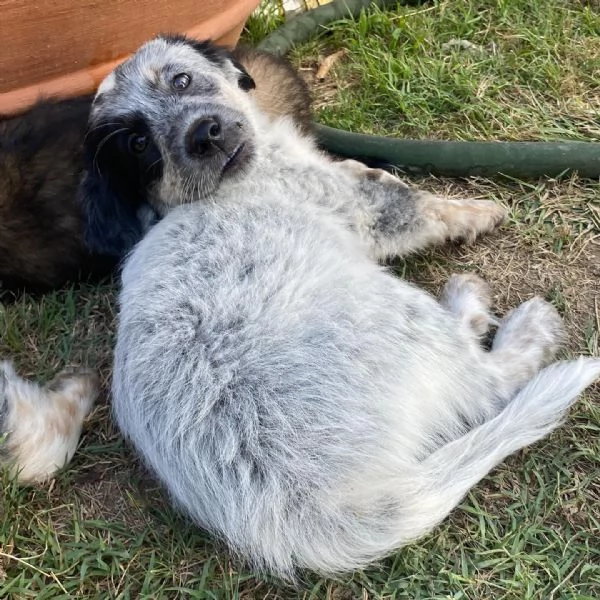 ONDA cucciola allegra ed affettuosa  2 mesi  cerca adozione | Foto 0