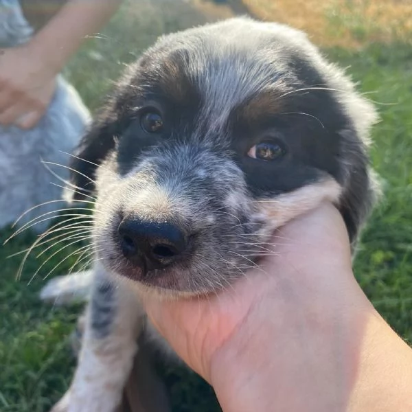 Conchiglia cucciolotta allegra e giocherellona cerca casa  adozione canile Latina | Foto 6
