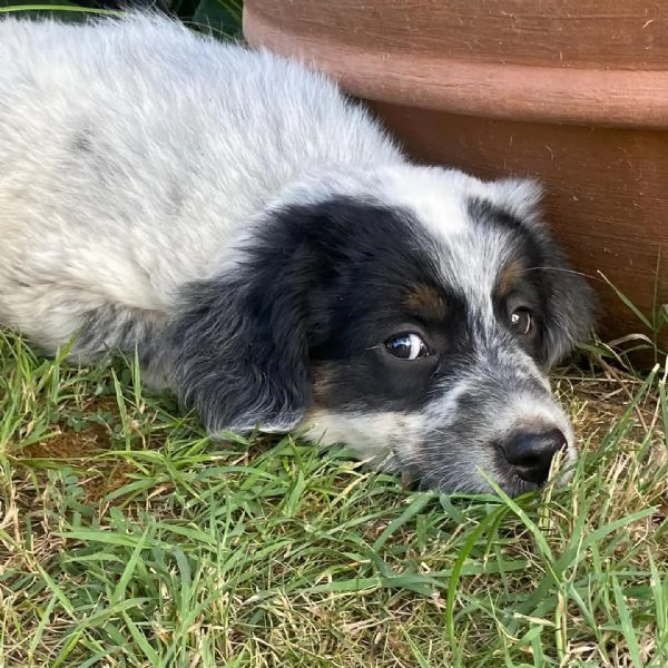 Conchiglia cucciolotta allegra e giocherellona cerca casa  adozione canile Latina | Foto 5