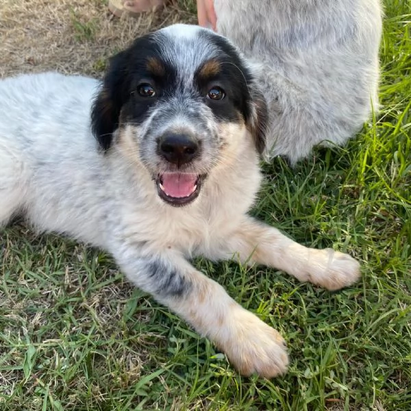 Conchiglia cucciolotta allegra e giocherellona cerca casa  adozione canile Latina | Foto 3