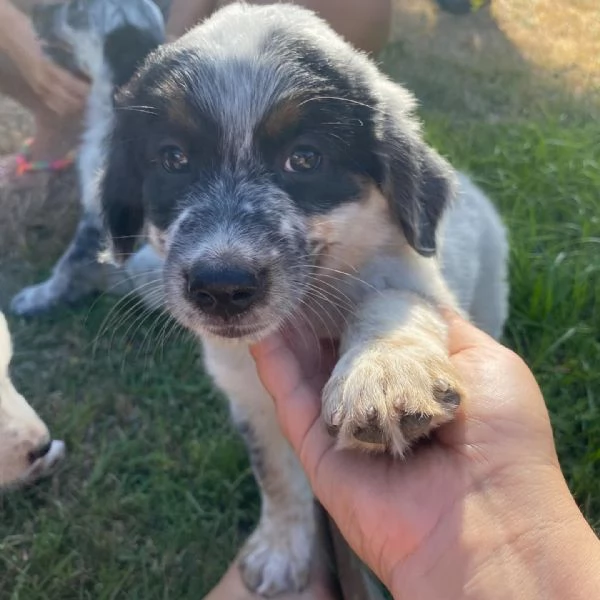 Conchiglia cucciolotta allegra e giocherellona cerca casa  adozione canile Latina | Foto 1