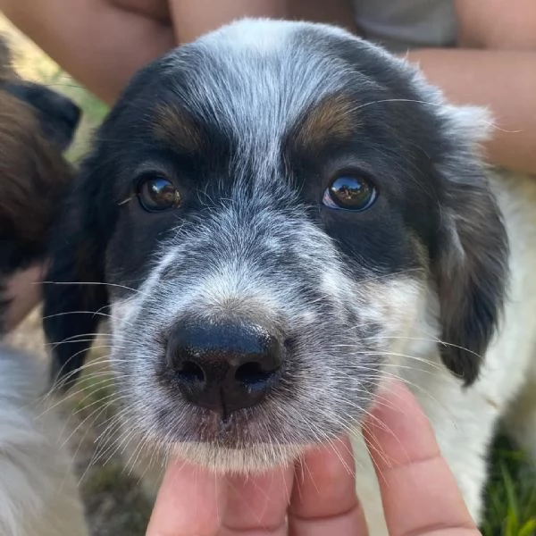 Conchiglia cucciolotta allegra e giocherellona cerca casa  adozione canile Latina | Foto 0