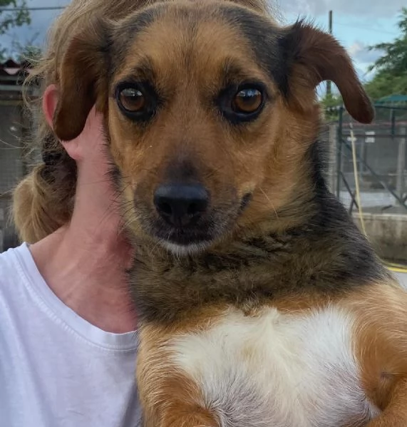 MEMOLE cagnolina taglia piccola 4 anni cerca casa  adozione canile Latina | Foto 5