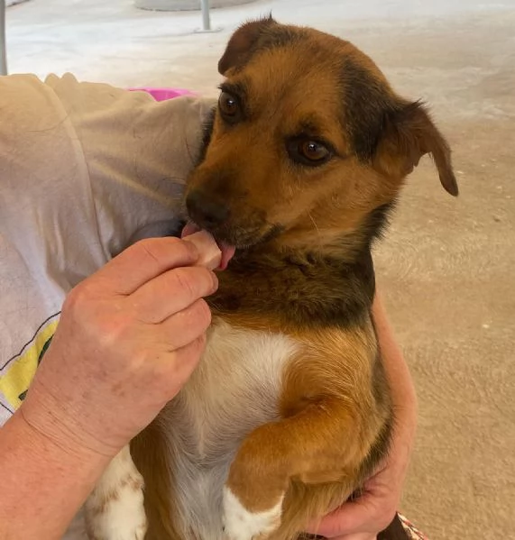 MEMOLE cagnolina taglia piccola 4 anni cerca casa  adozione canile Latina | Foto 4