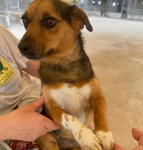 MEMOLE cagnolina taglia piccola 4 anni cerca casa  adozione canile Latina | Foto 3