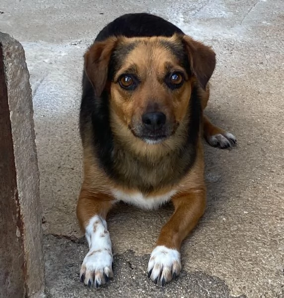 MEMOLE cagnolina taglia piccola 4 anni cerca casa  adozione canile Latina | Foto 2