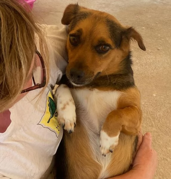 MEMOLE cagnolina taglia piccola 4 anni cerca casa  adozione canile Latina | Foto 1
