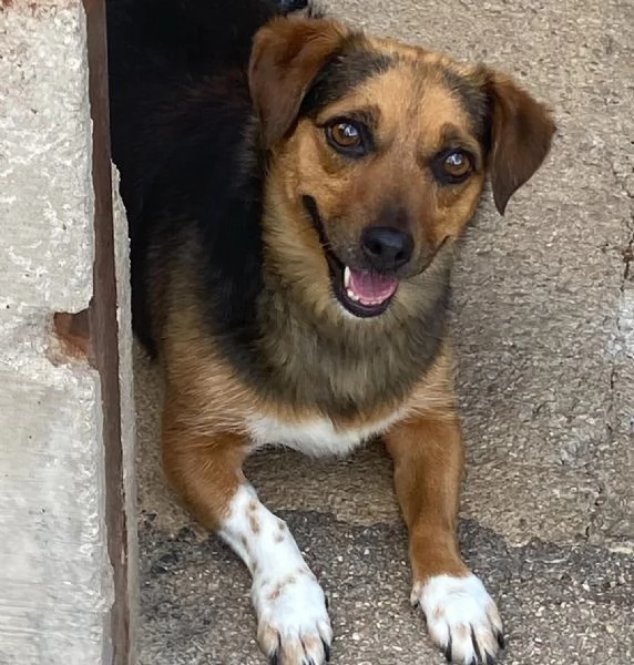 MEMOLE cagnolina taglia piccola 4 anni cerca casa  adozione canile Latina