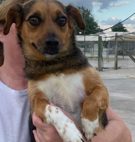 MEMOLE cagnolina taglia piccola 4 anni cerca casa  adozione canile Latina | Foto 0
