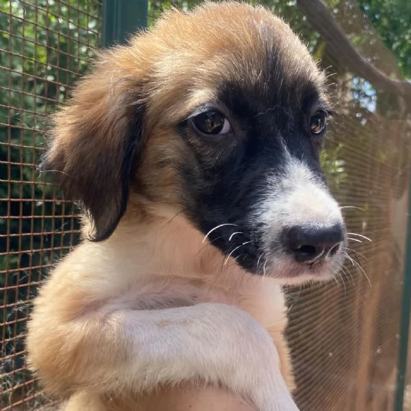 Nami dolce cucciola 2 mesi cerca casa  adozione canile di Latina | Foto 5