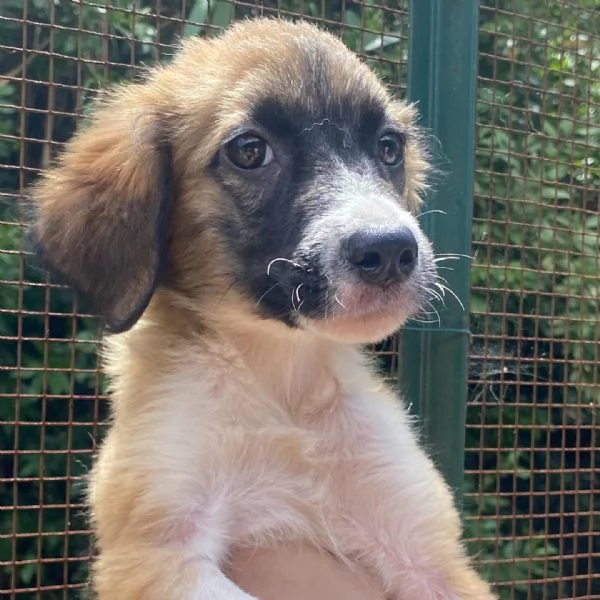 Nami dolce cucciola 2 mesi cerca casa  adozione canile di Latina | Foto 4