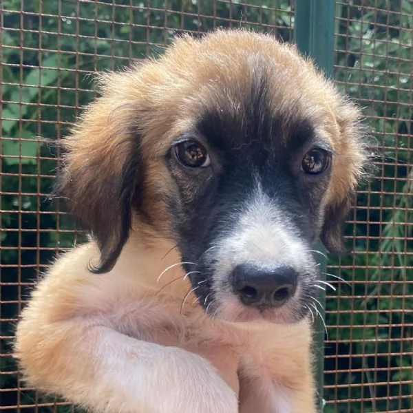 Nami dolce cucciola 2 mesi cerca casa  adozione canile di Latina