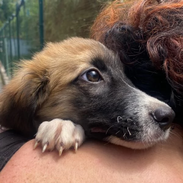 Nami dolce cucciola 2 mesi cerca casa  adozione canile di Latina | Foto 3
