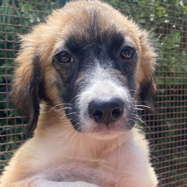 Nami dolce cucciola 2 mesi cerca casa  adozione canile di Latina | Foto 2