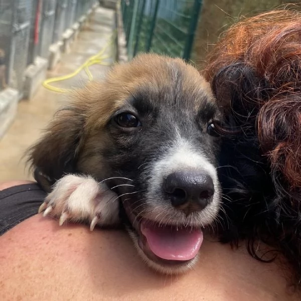 Nami dolce cucciola 2 mesi cerca casa  adozione canile di Latina | Foto 1