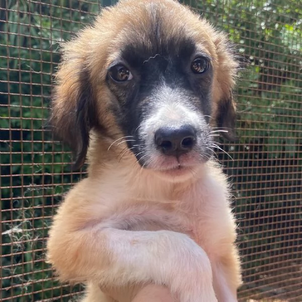 Nami dolce cucciola 2 mesi cerca casa  adozione canile di Latina | Foto 0