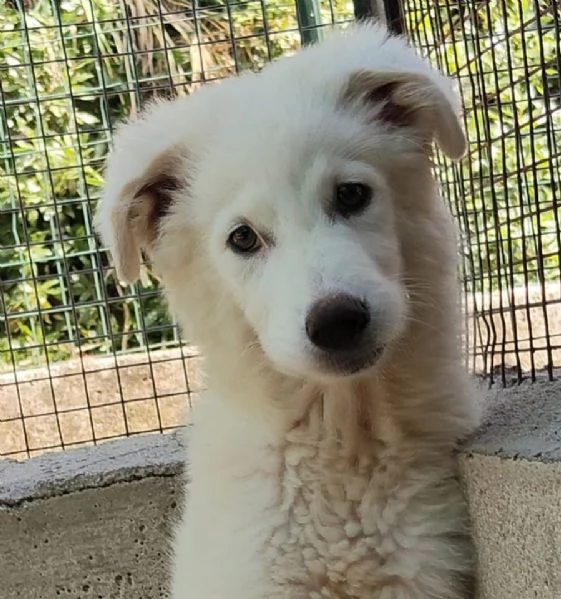 Leonida dolce cucciolone 5 mesi cerca casa  adozione canile di Latina | Foto 4