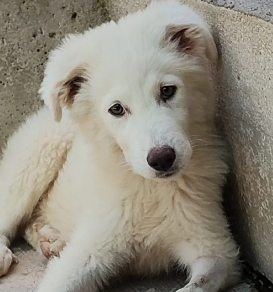 Leonida dolce cucciolone 5 mesi cerca casa  adozione canile di Latina | Foto 3