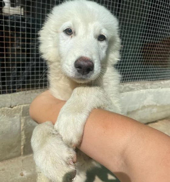 Leonida dolce cucciolone 5 mesi cerca casa  adozione canile di Latina