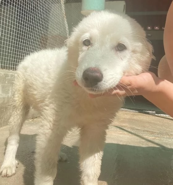 Leonida dolce cucciolone 5 mesi cerca casa  adozione canile di Latina | Foto 2