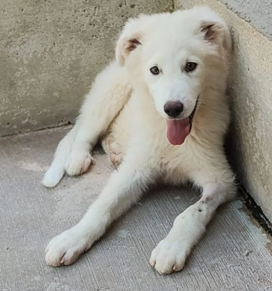 Leonida dolce cucciolone 5 mesi cerca casa  adozione canile di Latina | Foto 1