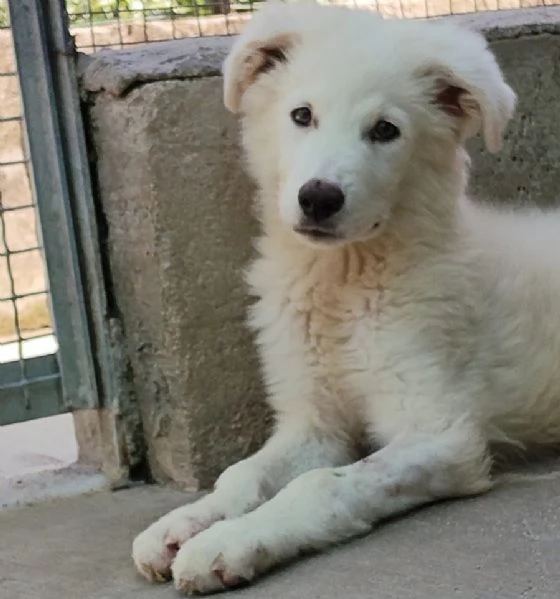 Leonida dolce cucciolone 5 mesi cerca casa  adozione canile di Latina | Foto 0