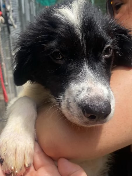 Nilo cucciolo 2 mesi derivato border collie in adozione | Foto 2