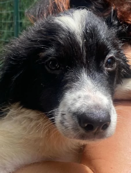 Nilo cucciolo 2 mesi derivato border collie in adozione | Foto 1