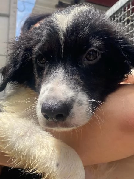 Nilo cucciolo 2 mesi derivato border collie in adozione | Foto 0