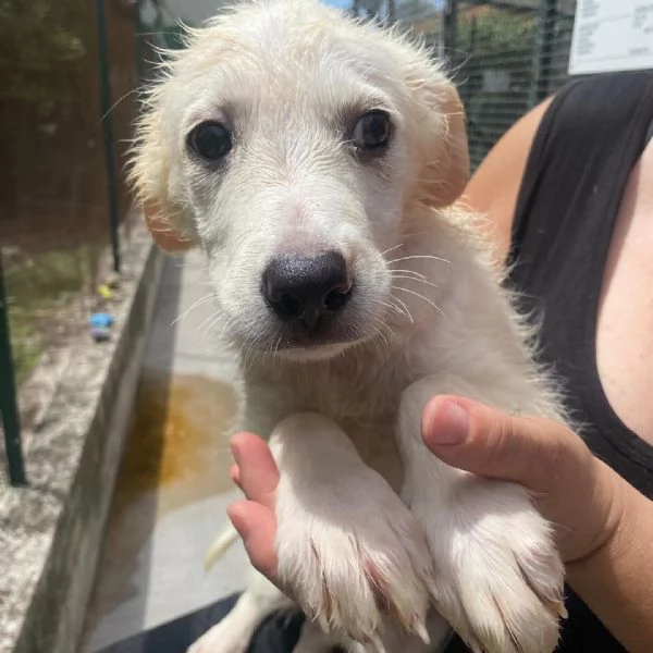Lara cucciola 2 mesi taglia media cerca casa  adozione canile di Latina | Foto 6