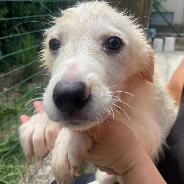 Lara cucciola 2 mesi taglia media cerca casa  adozione canile di Latina | Foto 5