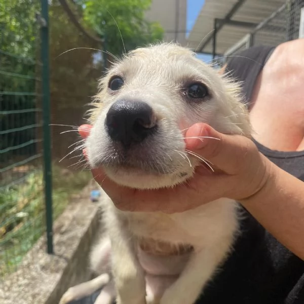 Lara cucciola 2 mesi taglia media cerca casa  adozione canile di Latina | Foto 3