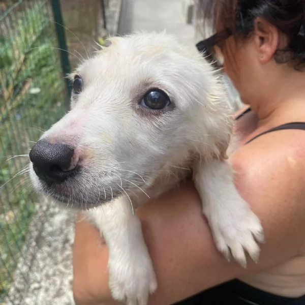 Lara cucciola 2 mesi taglia media cerca casa  adozione canile di Latina | Foto 2