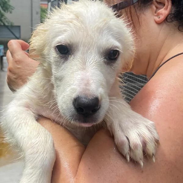 Lara cucciola 2 mesi taglia media cerca casa  adozione canile di Latina | Foto 1