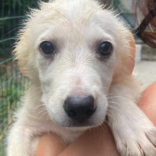 Lara cucciola 2 mesi taglia media cerca casa  adozione canile di Latina | Foto 0