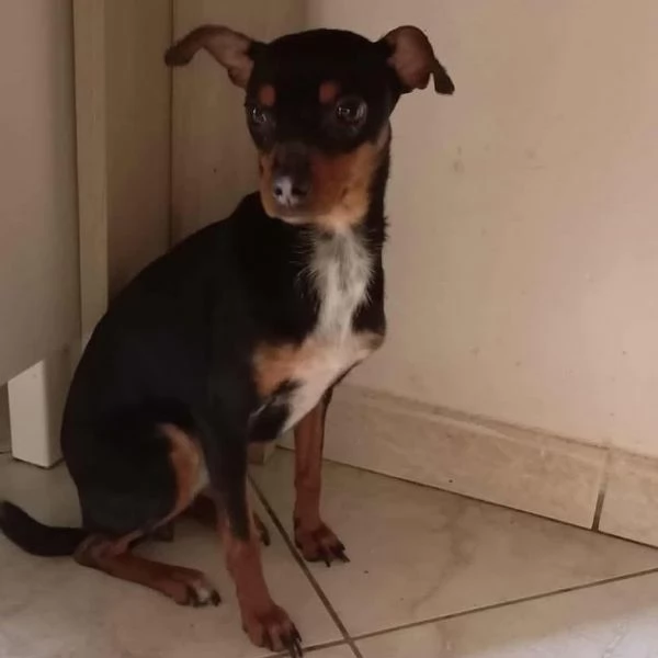 MIA pinscherina 3 anni 5kg cerca adozione | Foto 1
