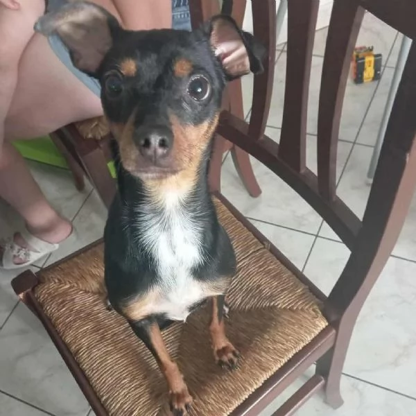 MIA pinscherina 3 anni 5kg cerca adozione