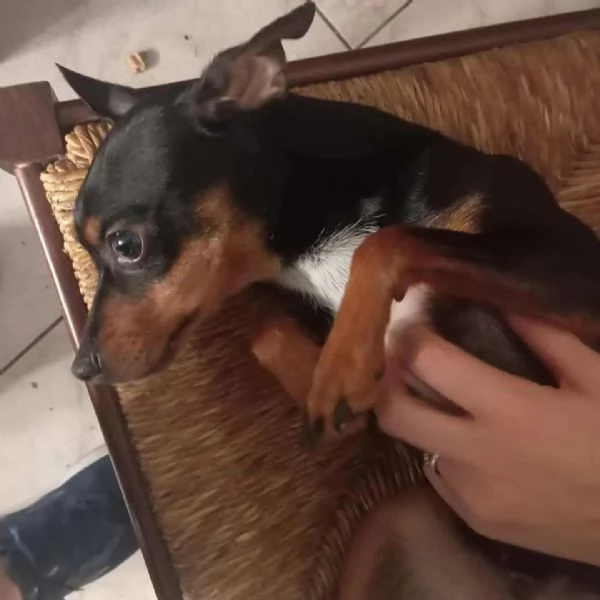 MIA pinscherina 3 anni 5kg cerca adozione | Foto 0