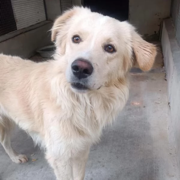 SUN stupendo mix golden retriever 4 anni cerca adozione | Foto 2