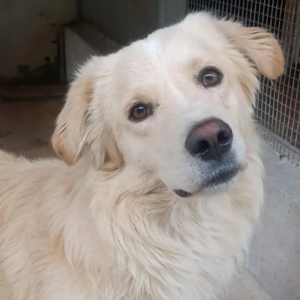 SUN stupendo mix golden retriever 4 anni cerca adozione | Foto 1