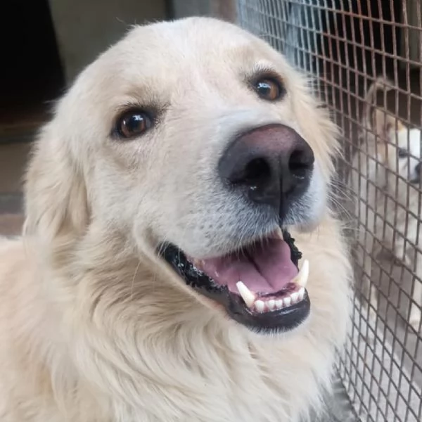 SUN stupendo mix golden retriever 4 anni cerca adozione | Foto 0