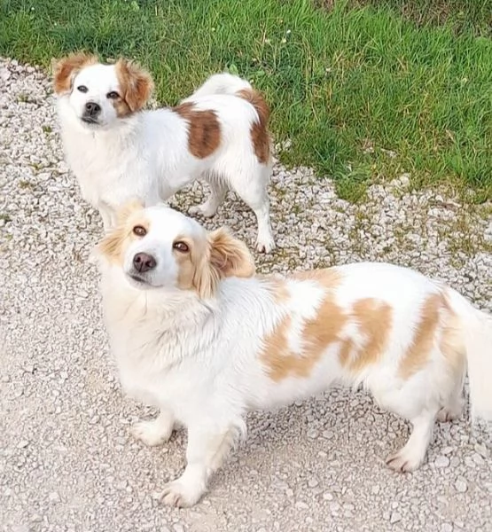 Sandy e Candy dolci cagnoline taglia piccola cercano casa 910 kg | Foto 6