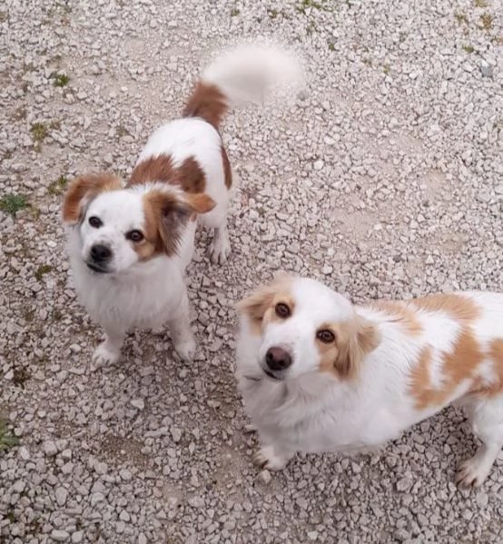 Sandy e Candy dolci cagnoline taglia piccola cercano casa 910 kg | Foto 5