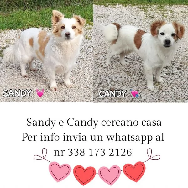 Sandy e Candy dolci cagnoline taglia piccola cercano casa 910 kg