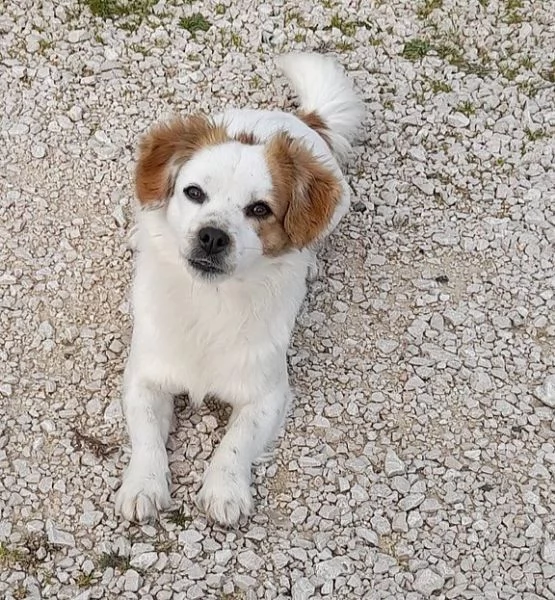Sandy e Candy dolci cagnoline taglia piccola cercano casa 910 kg | Foto 4