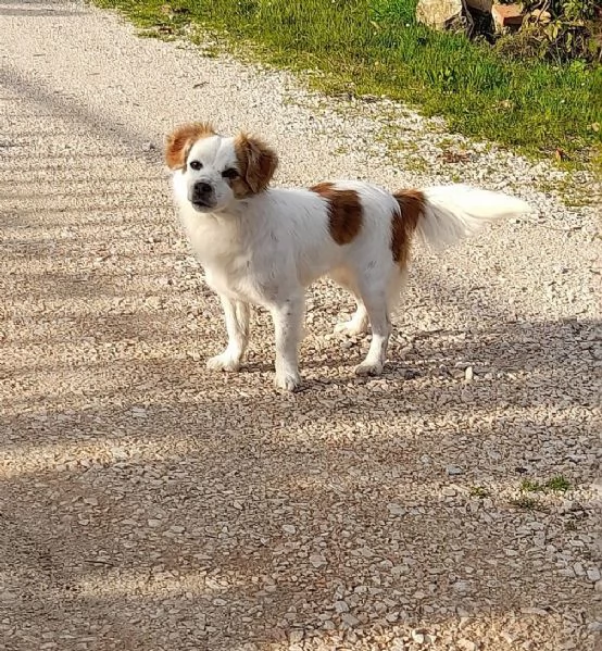 Sandy e Candy dolci cagnoline taglia piccola cercano casa 910 kg | Foto 3